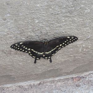 palamedes swallowtail