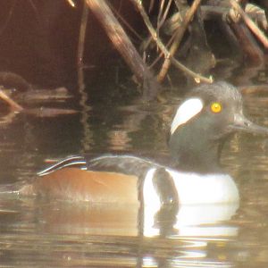 hooded merganser
