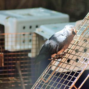 Timneh Grey Parrot  (Psittacus erithacus timneh)