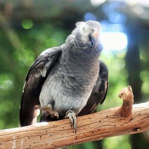 Timneh African Grey (Psittacus erithacus timneh)