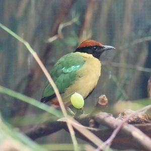 Noisy Pitta (Pitta versicolor)