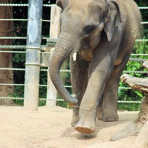 'Man Jai' the Asian elephant (Elephas maximus)