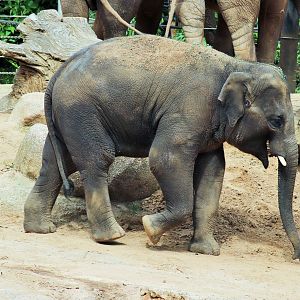 'Man Jai' the Asian elephant (Elephas maximus)