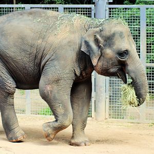'Mali' the Asian elephant (Elephas maximus)