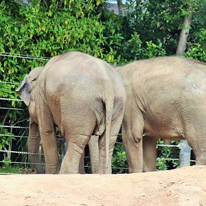 Asian Elephants (Elephas maximus)