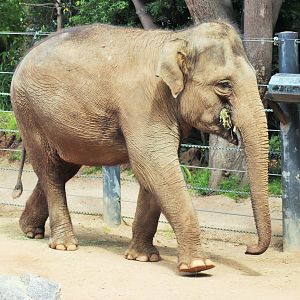 'Dokkoon' the Asian Elephant (Elephas maximus)