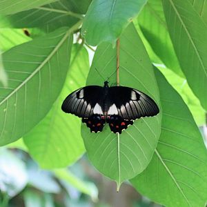 Orchard Swallowtail (Papilio aegeus)