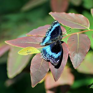 Blue Banded Eggfly (Hypolimnas alimena)