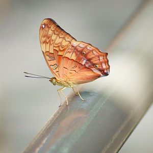 Cruiser (Vindula arsinoe)