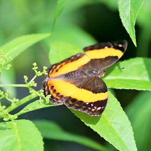 Australian Lurcher (Yoma sabina)