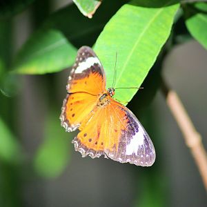Orange Lacewing (Cethosia penthesilea)