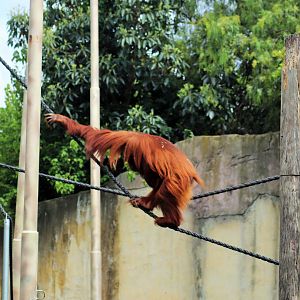 Orangutan Using Ropes