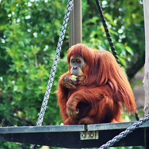 'Gabby' the Orangutan (Pongo)
