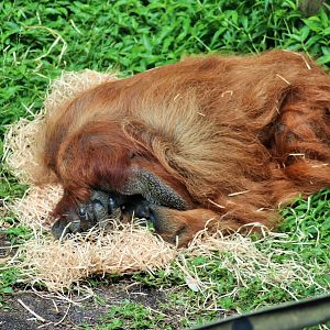 Sumatran Orangutan (Pongo abelii)