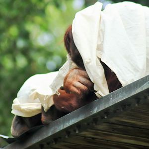 Orangutans Using Blankets