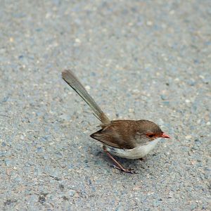 Wild Superb Fairywren (Malurus cyaneus)- Female