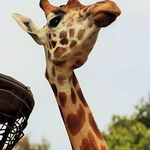 'Nakuru' the Giraffe (Giraffa camelopardalis)