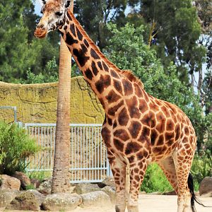 'Twiga' the Rothschild's giraffe (Giraffa camelopardalis rothschildi)