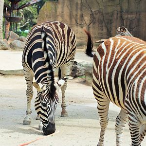 Plains Zebra (Equus quagga)