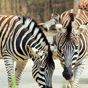 Plains Zebra ( Equus quagga)