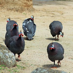 Helmeted Guineafowl (Numida meleagris)
