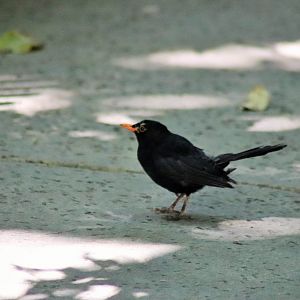 Wild Eurasian Blackbird (Turdus merula)
