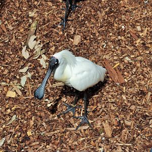 Royal Spoonbill (Platalea regia)