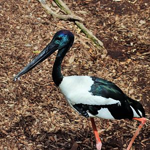 Black-necked Stork (Ephippiorhynchus asiaticus)