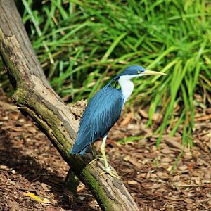 Pied Heron (Egretta picata),