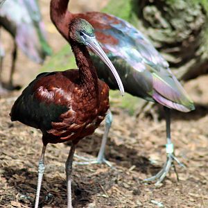 Glossy Ibis (Plegadis falcinellus)