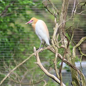 Cattle Egret (Bubulcus ibis)