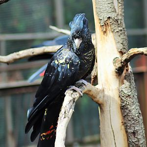 Red-tailed Black-Cockatoo (Calyptorhynchus banksii)