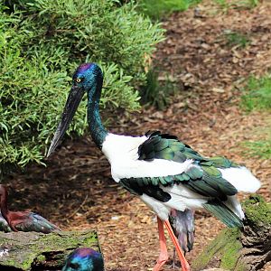 Black-necked Stork (Ephippiorhynchus asiaticus)
