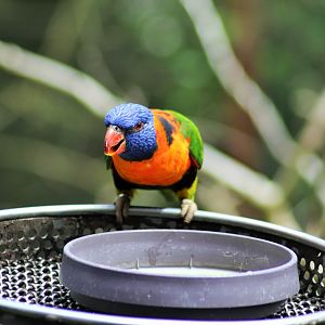 Red-collared Lorikeet (Trichoglossus rubritorquis)