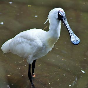Royal Spoonbill (Platalea regia)
