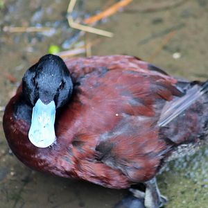 Blue-billed Duck (Oxyura australis)