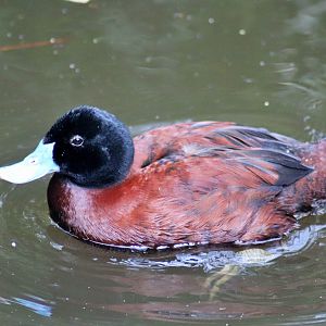 Blue-billed Duck (Oxyura australis)