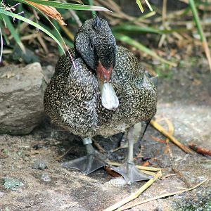 Freckled Duck (Stictonetta naevosa)