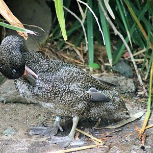 Freckled Duck (Stictonetta naevosa)