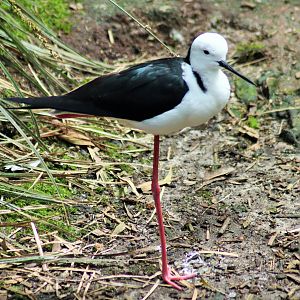 Black-winged Stilt (Himantopus himantopus)