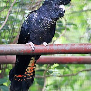 Red-tailed Black-Cockatoo (Calyptorhynchus banksii
