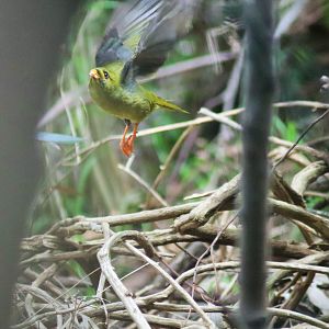 Wild Bell Miner (Manorina melanophrys)