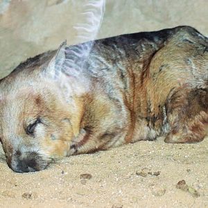 Southern Hairy-nosed Wombat (Lasiorhinus latifrons)