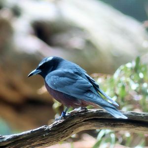 White-browed Woodswallow (Artamus superciliosus)