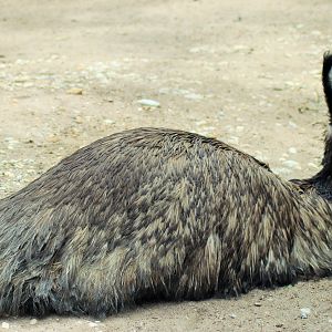 Emu (Dromaius novaehollandiae)