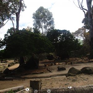 Kangaroo/ Emu Enclosure
