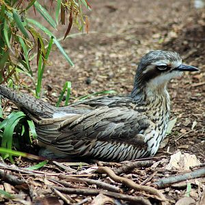 Bush Stone Curlew (Burhinus grallarius).