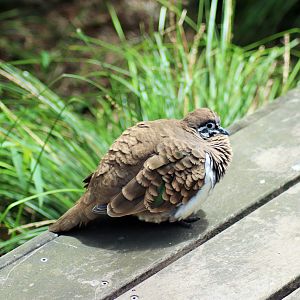 Squatter Pigeon (Geophaps scripta)
