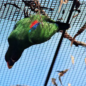 Eclectus Parrot (Eclectus roratus)