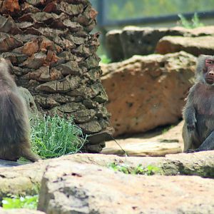 Hamadryas Baboon (Papio hamadryas)